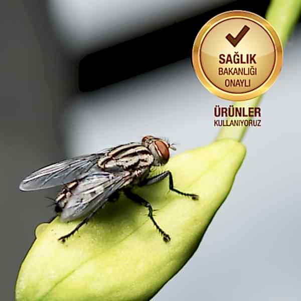 Karasinekler Ve Kent Yaşamındaki Önemleri
