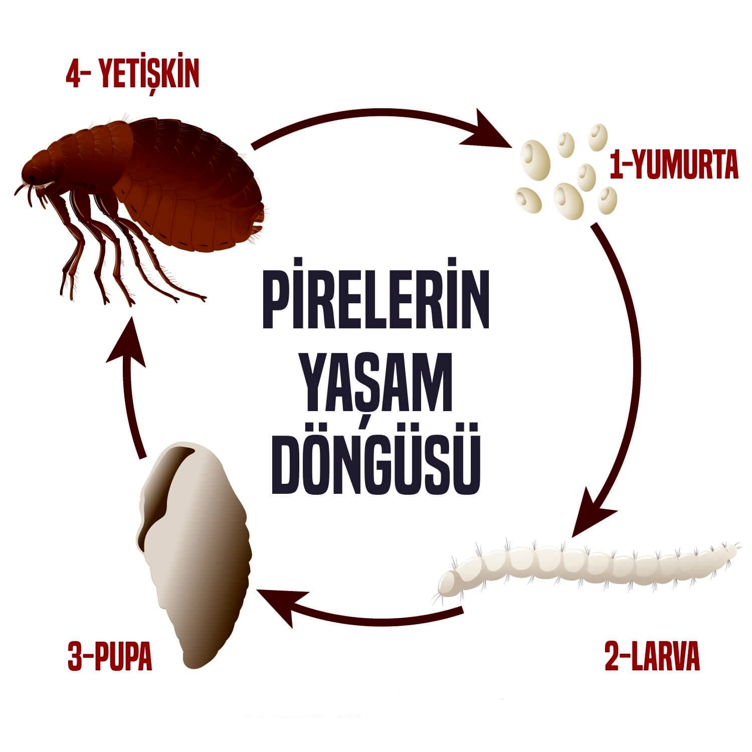 Pire Nasıl İlaçlanır